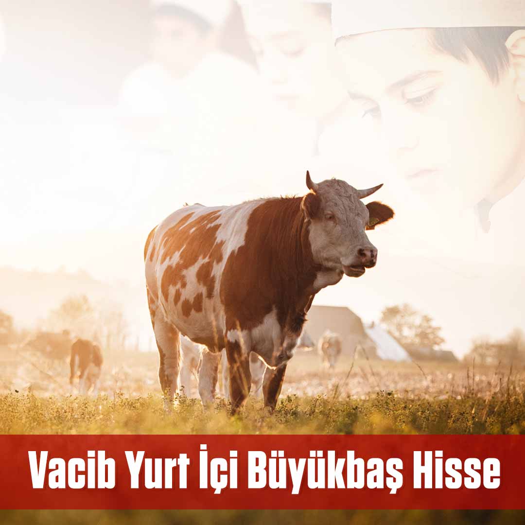 YURT İÇİ BÜYÜKBAŞ HİSSE 