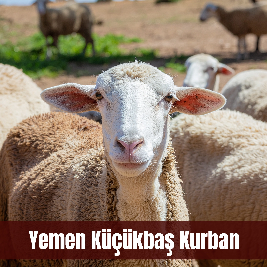 YEMEN KURBAN